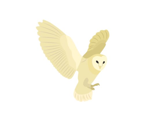 Download White Owl Bird Animal - White owl Collection